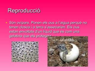 ReproduccióReproducció
• Són ovípars. Ponen els ous a l’aigua perquè noSón ovípars. Ponen els ous a l’aigua perquè no
tenen closca i a terra s’assecarien. Els oustenen closca i a terra s’assecarien. Els ous
estan envoltats d’un líquid que és com unaestan envoltats d’un líquid que és com una
gelatina que els protegeix .gelatina que els protegeix .
 