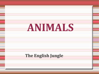 ANIMALS

The English Jungle
 