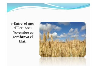1-Entre el mes
d’Octubre i
Novembre esNovembre es
sembrava el
blat.
 