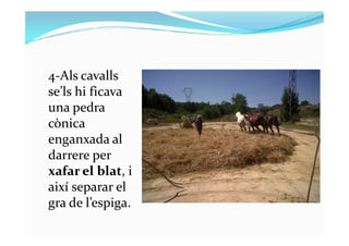4-Als cavalls
se’ls hi ficava
una pedra
cònicacònica
enganxada al
darrere per
xafar el blat, i
així separar el
gra de l’espiga.
 