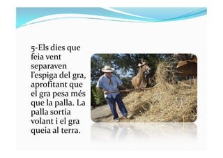 5-Els dies que
feia vent
separaven
l’espiga del gra,
aprofitant que
l’espiga del gra,
aprofitant que
el gra pesa més
que la palla. La
palla sortia
volant i el gra
queia al terra.
 