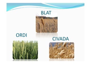 BLAT
ORDI
CIVADA
ORDI
 