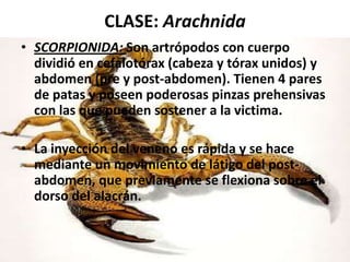 CLASE: Arachnida
• SCORPIONIDA: Son artrópodos con cuerpo
  dividió en cefalotórax (cabeza y tórax unidos) y
  abdomen (pre y post-abdomen). Tienen 4 pares
  de patas y poseen poderosas pinzas prehensivas
  con las que pueden sostener a la victima.

• La inyección del veneno es rápida y se hace
  mediante un movimiento de látigo del post-
  abdomen, que previamente se flexiona sobre el
  dorso del alacrán.
 