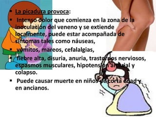  La picadura provoca:
 Intenso dolor que comienza en la zona de la
  inoculación del veneno y se extiende
  localmente, puede estar acompañada de
  síntomas tales como náuseas,
 vómitos, mareos, cefalalgias,
 fiebre alta, disuria, anuria, trastornos nerviosos,
  espasmos musculares, hipotensión arterial y
  colapso.
 Puede causar muerte en niños de corta edad y
  en ancianos.
 