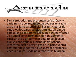 • Son artrópodos que presentan cefalotórax y
  abdomen no segmentado unidos por una zona
  estrecha llamada pedículo. Poseen 4 pares de
  patas, varios pares de ojos simples, un par de
  pedipalpos que son más robustos en los machos
  y dos quelíceros formados por un segmento
  basal ancho y un terminal dotado de aguijón
  que va conectado a la glándula de veneno.
  Presentan de 4 a 6 verrugas en la parte ventral
  posterior del abdomen que segregan sustancia
  viscosa que es usada para fabricar la telaraña.
 