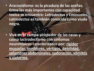 • Aracnoidismo: es la picadura de las arañas.
  Entre las más importantes con capacidad
  toxica se encuentra: Latrodectus y Loxosceles.
  Latrodectus es también conocida como viuda
  negra.

• Vive en el campo alrededor de las casas y
  causa lactrodectismo con síntomas
  neurotóxicos caracterizados por: rigidez
  muscular, temblores, vértigos, debilidad,
  calambres abdominales, sudoración, vómitos
  y sialorrea.
 
