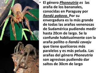 • El género Phoneutria es las
  araña de los bananales,
  conocidas en Paraguay por
  ñandú pakova. Por su
  envergadura es la más grande
  de todas las arañas venenosas
  de Sudamérica pudiendo medir
  hasta 20cm de largo. Se la
  confunde habitualmente con la
  araña pollito o ñandú cavaju
  que tiene quelíceros más
  paralelos y es más peluda. Las
  arañas del género Phoneutria
  son agresivas pudiendo dar
  saltos de 30cm de largo
 