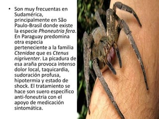 • Son muy frecuentas en
  Sudamérica,
  principalmente en São
  Paulo-Brasil donde existe
  la especie Phoneutria fera.
  En Paraguay predomina
  otra especia
  perteneciente a la familia
  Ctenidae que es Ctenus
  nigriventer. La picadura de
  esa araña provoca intenso
  dolor local, taquicardia,
  sudoración profusa,
  hipotermia y estado de
  shock. El tratamiento se
  hace son suero específico
  anti-foneutria con el
  apoyo de medicación
  sintomática.
 