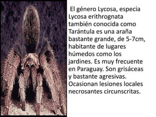 • El género Lycosa, especia
  Lycosa erithrognata
  también conocida como
  Tarántula es una araña
  bastante grande, de 5-7cm,
  habitante de lugares
  húmedos como los
  jardines. Es muy frecuente
  en Paraguay. Son grisáceas
  y bastante agresivas.
  Ocasionan lesiones locales
  necrosantes circunscritas.
 