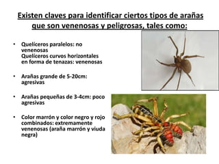 Existen claves para identificar ciertos tipos de arañas
     que son venenosas y peligrosas, tales como:

• Quelíceros paralelos: no
  venenosas
  Quelíceros curvos horizontales
  en forma de tenazas: venenosas

• Arañas grande de 5-20cm:
  agresivas

• Arañas pequeñas de 3-4cm: poco
  agresivas

• Color marrón y color negro y rojo
  combinados: extremamente
  venenosas (araña marrón y viuda
  negra)
 