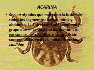 ACARINA
• Son artrópodos que muestran la fusión de
  todos los segmentos: cabeza, tórax y
  abdomen. La Sub-clase Acari comprende el
  grupo que se conoce con los nombres de
  garrapatas, garrapatillas y ácaros. Están
  comprendidas en dos familias: Argasidae y
  Ixodidae
 