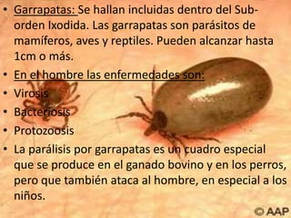 • Garrapatas: Se hallan incluidas dentro del Sub-
  orden Ixodida. Las garrapatas son parásitos de
  mamíferos, aves y reptiles. Pueden alcanzar hasta
  1cm o más.
• En el hombre las enfermedades son:
• Virosis
• Bacteriosis
• Protozoosis
• La parálisis por garrapatas es un cuadro especial
  que se produce en el ganado bovino y en los perros,
  pero que también ataca al hombre, en especial a los
  niños.
 