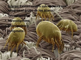 • Ácaros: Existen cuatro sub-órdenes que
  integran el grupo de los ácaros:
• Tetrastigmata,
• Mesostigmata,
• Prostigmata y
• Astigmata.
 