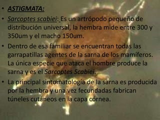 • ASTIGMATA:
• Sarcoptes scabiei: Es un artrópodo pequeño de
  distribución universal, la hembra mide entre 300 y
  350um y el macho 150um.
• Dentro de esa familiar se encuentran todas las
  garrapatillas agentes de la sarna de los mamíferos.
  La única especie que ataca el hombre produce la
  sarna y es el Sarcoptes Scabiei.
• La principal sintomatología de la sarna es producida
  por la hembra y una vez fecundadas fabrican
  túneles cutáneos en la capa córnea.
 