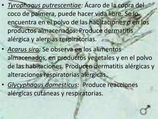 • Tyrophagus putrescentiae: Ácaro de la copra del
  coco de palmera, puede hacer vida libre. Se lo
  encuentra en el polvo de las habitaciones o en los
  productos almacenados. Produce dermatitis
  alérgica y alergias respiratorias.
• Acarus siro: Se observa en los alimentos
  almacenados, en productos vegetales y en el polvo
  de las habitaciones. Producen dermatitis alérgicas y
  alteraciones respiratorias alérgicas.
• Glycyphagus domesticus: Produce reacciones
  alérgicas cutáneas y respiratorias.
 