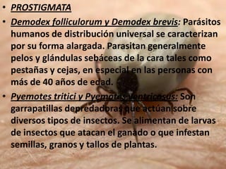 • PROSTIGMATA
• Demodex folliculorum y Demodex brevis: Parásitos
  humanos de distribución universal se caracterizan
  por su forma alargada. Parasitan generalmente
  pelos y glándulas sebáceas de la cara tales como
  pestañas y cejas, en especial en las personas con
  más de 40 años de edad.
• Pyemotes tritici y Pyemotes ventricosus: Son
  garrapatillas depredadoras que actúan sobre
  diversos tipos de insectos. Se alimentan de larvas
  de insectos que atacan el ganado o que infestan
  semillas, granos y tallos de plantas.
 