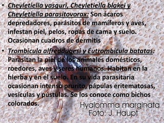 • Cheyletiella yasguri, Cheyletiella blakei y
  Cheyletiella parasitovorax: Son ácaros
  depredadores, parásitos de mamíferos y aves,
  infestan piel, pelos, ropas de cama y suelo.
  Ocasionan cuadros de dermitis
• Trombicula alfreddugesi y Eutrombicula batatas:
  Parasitan la piel de los animales domésticos,
  roedores, aves y seres humanos. Habitan en la
  hierba y en el suelo. En su vida parasitaria
  ocasionan intenso prurito, pápulas eritematosas,
  vesículas y pústulas. Se los conoce como bichos
  colorados.
 