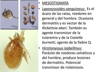 • MESOSTIGMATA
• Lyponyssoides sanguineus: Es el
  ácaro de las ratas, roedores en
  general y del hombre. Ocasiona
  dermatitis y es vector de la
  Rickettsia akari. También es
  agente transmisor de la
  tularemia y de la Coxiella
  burnetti, agente de la fiebre Q.
• Hirstionyssus isabellinus:
  Parásito de roedores selváticos y
  del hombre, produce lesiones
  de dermatitis. Potencial
  transmisor de ricketsiosis.
 