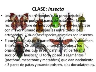 CLASE: Insecta
• Los insectos son artrópodos cuya característica
  principal es de poseer 3 pares de patas, por lo que
  recibe el nombre de hexápodos. Constituyen la Clase
  con mayor número de especies entre todos los
  artrópodos, 70% de las especies animales son insectos.
• El cuerpo consta de 3 partes: cabeza, tórax y abdomen.
  En la cabeza se ubican las antenas, los ojos y los
  órganos bucales que sirven para lamer, perforar y
  succionar o masticar. El tórax posee 3 segmentos
  (protórax, mesotórax y metatórax) que dan nacimiento
  a 3 pares de patas y cuando existen, alas dorsolaterales.
 