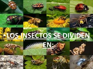 •LOS INSECTOS SE DIVIDEN
           EN:
 