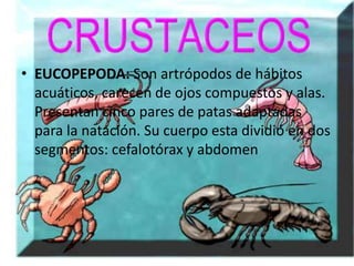 • EUCOPEPODA: Son artrópodos de hábitos
  acuáticos, carecen de ojos compuestos y alas.
  Presentan cinco pares de patas adaptadas
  para la natación. Su cuerpo esta dividió en dos
  segmentos: cefalotórax y abdomen
 