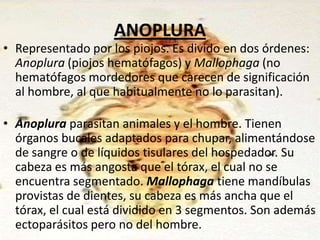 ANOPLURA
• Representado por los piojos. Es divido en dos órdenes:
  Anoplura (piojos hematófagos) y Mallophaga (no
  hematófagos mordedores que carecen de significación
  al hombre, al que habitualmente no lo parasitan).

• Anoplura parasitan animales y el hombre. Tienen
  órganos bucales adaptados para chupar, alimentándose
  de sangre o de líquidos tisulares del hospedador. Su
  cabeza es más angosta que el tórax, el cual no se
  encuentra segmentado. Mallophaga tiene mandíbulas
  provistas de dientes, su cabeza es más ancha que el
  tórax, el cual está dividido en 3 segmentos. Son además
  ectoparásitos pero no del hombre.
 