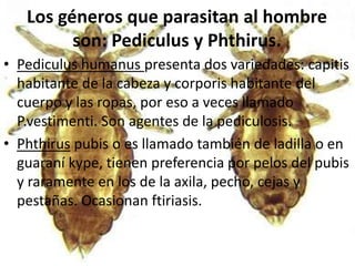 Los géneros que parasitan al hombre
         son: Pediculus y Phthirus.
• Pediculus humanus presenta dos variedades: capitis
  habitante de la cabeza y corporis habitante del
  cuerpo y las ropas, por eso a veces llamado
  P.vestimenti. Son agentes de la pediculosis.
• Phthirus pubis o es llamado también de ladilla o en
  guaraní kype, tienen preferencia por pelos del pubis
  y raramente en los de la axila, pecho, cejas y
  pestañas. Ocasionan ftiriasis.
 