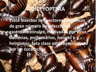 DICTYOPTERA
• Estos insectos son vectores mecánicos
  de gran número de infecciones
  gastrointestinales, motivadas por virus,
  bacterias, protozoarios, hongos y
  helmintos. Esta clase está representada
  por las cucarachas
 