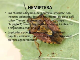 HEMIPTERA
• Los chinches de cama, de la familia Cimicidae, son
  insectos aplanados dorsoventralmente, de color café
  rojizo. Tienen la cabeza pequeña con trompa
  chupadora, tiene 3 segmentos y poseen 2 antes con
  4 segmentos cada una
• La picadura puede provocar prurito, ronchas,
  pápulas, vesículas, piodermitis y a veces reacciones
  alérgicas generalizadas.
 