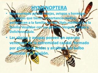 HYMENOPTERA
• Representada por las abejas, avispas y hormigas.
  Las abejas que tienen importancia medica
  pertenecen a la familia Apidae (Apis melífera) y a la
  familia Vespidae con sus géneros Vespula, Vespa y
  Dolichovespula.
• Las abejas y avispas poseen un aparato
  venenoso en la extremidad caudal, formado
  por glándulas ácidas y alcalinas, un bulbo
  muscular y el aguijón.
 