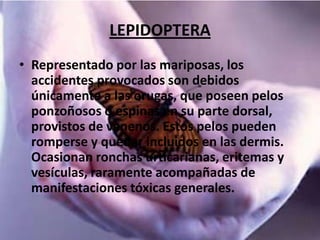 LEPIDOPTERA
• Representado por las mariposas, los
  accidentes provocados son debidos
  únicamente a las orugas, que poseen pelos
  ponzoñosos o espinas en su parte dorsal,
  provistos de venenos. Estos pelos pueden
  romperse y quedar incluidos en las dermis.
  Ocasionan ronchas urticarianas, eritemas y
  vesículas, raramente acompañadas de
  manifestaciones tóxicas generales.
 