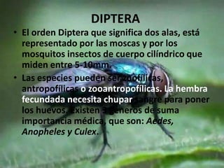 DIPTERA
• El orden Diptera que significa dos alas, está
  representado por las moscas y por los
  mosquitos insectos de cuerpo cilíndrico que
  miden entre 5-10mm.
• Las especies pueden ser zoofílicas,
  antropofílicas o zooantropofílicas. La hembra
  fecundada necesita chupar sangre para poner
  los huevos. Existen 3 géneros de suma
  importancia médica, que son: Aedes,
  Anopheles y Culex.
 