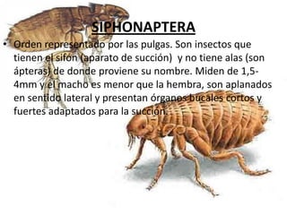 SIPHONAPTERA
• Orden representado por las pulgas. Son insectos que
  tienen el sifón (aparato de succión) y no tiene alas (son
  ápteras) de donde proviene su nombre. Miden de 1,5-
  4mm y el macho es menor que la hembra, son aplanados
  en sentido lateral y presentan órganos bucales cortos y
  fuertes adaptados para la succión.
 
