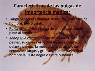 Características de las pulgas de
          importancia medica:
• Tunga penetrans (ningua, pique, tu): Parásitos del
  hombre, perro y gato.
• Pulex irritans: Es la pulga de la rata que puede
  picar al hombre.
• Xenopsylla cheopis: Pulga de las ratas. No tiene
  peines, su cabeza es redonda, posee cerca ocular,
  delante del ojo, la mesopleura es acha y las
  cerdas son largas y gruesos. Puede trasmitir al
  hombre la Peste negra o Peste bubónica.
 