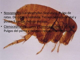 • Nosopsyllus (Ceratophyllus fasciatus): Pulga de
  ratas. De cabeza redonda. Tienen peine pronotal y
  posee 3 cerdas debajo del ojo.
• Ctenocephalides canis y Ctenocephalides felis:
  Pulgas del perro y del gato respectivamente.
 