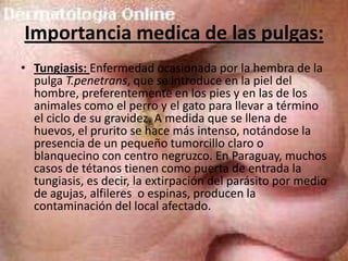 Importancia medica de las pulgas:
• Tungiasis: Enfermedad ocasionada por la hembra de la
  pulga T.penetrans, que se introduce en la piel del
  hombre, preferentemente en los pies y en las de los
  animales como el perro y el gato para llevar a término
  el ciclo de su gravidez. A medida que se llena de
  huevos, el prurito se hace más intenso, notándose la
  presencia de un pequeño tumorcillo claro o
  blanquecino con centro negruzco. En Paraguay, muchos
  casos de tétanos tienen como puerta de entrada la
  tungiasis, es decir, la extirpación del parásito por medio
  de agujas, alfileres o espinas, producen la
  contaminación del local afectado.
 