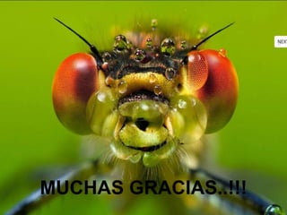 MUCHAS GRACIAS..!!!
 