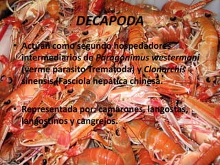DECAPODA
• Actúan como segundo hospedadores
  intermediarios de Paragonimus westermani
  (verme parasito Trematoda) y Clonorchis
  sinensis (Fasciola hepática chinesa.

• Representada por: camarones, langostas,
  langostinos y cangrejos.
 
