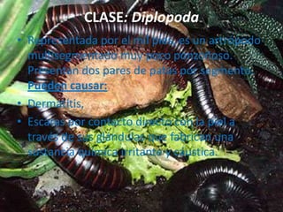 CLASE: Diplopoda
• Representada por el mil pies, es un artrópodo
  multisegmentado muy poco ponzoñoso.
  Presentan dos pares de patas por segmento.
  Pueden causar:
• Dermatitis,
• Escaras por contacto directo con la piel a
  través de sus glándulas que fabrican una
  sustancia química irritante y cáustica.
 