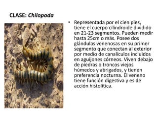CLASE: Chilopoda
                   • Representada por el cien pies,
                     tiene el cuerpo cilindroide dividido
                     en 21-23 segmentos. Pueden medir
                     hasta 25cm o más. Posee dos
                     glándulas venenosas en su primer
                     segmento que conectan al exterior
                     por medio de canalículos incluidos
                     en aguijones córneos. Viven debajo
                     de piedras o troncos viejos
                     húmedos y abrigados, y tienen
                     preferencia nocturna. El veneno
                     tiene función digestiva y es de
                     acción histolítica.
 