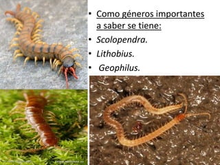 • Como géneros importantes
  a saber se tiene:
• Scolopendra.
• Lithobius.
• Geophilus.
 