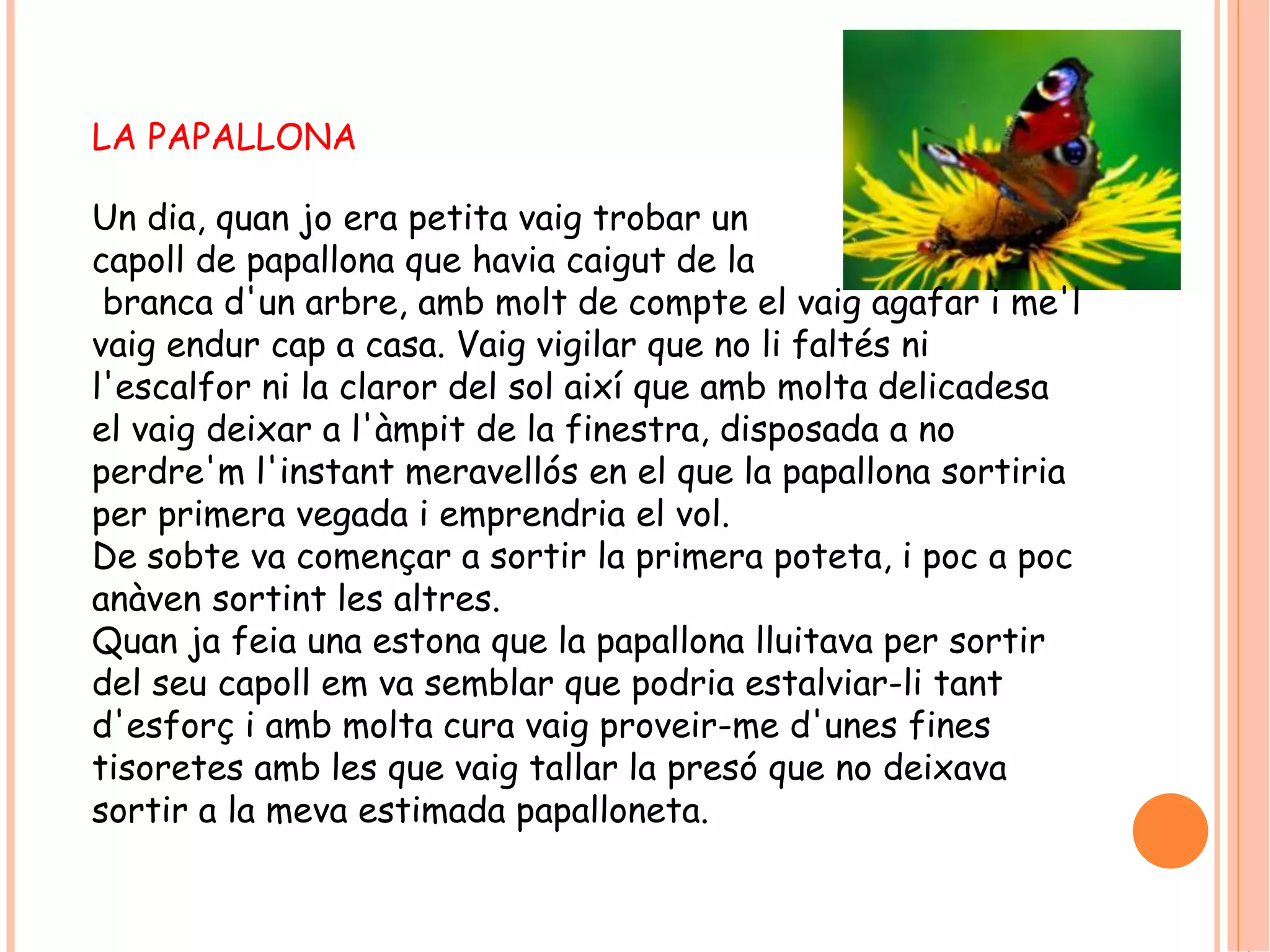 LA PAPALLONA 
Un dia, quan jo era petita vaig trobar un 
capoll de papallona que havia caigut de la 
branca d'un arbre, amb molt de compte el vaig agafar i me'l 
vaig endur cap a casa. Vaig vigilar que no li faltés ni 
l'escalfor ni la claror del sol així que amb molta delicadesa 
el vaig deixar a l'àmpit de la finestra, disposada a no 
perdre'm l'instant meravellós en el que la papallona sortiria 
per primera vegada i emprendria el vol. 
De sobte va començar a sortir la primera poteta, i poc a poc 
anàven sortint les altres. 
Quan ja feia una estona que la papallona lluitava per sortir 
del seu capoll em va semblar que podria estalviar-li tant 
d'esforç i amb molta cura vaig proveir-me d'unes fines 
tisoretes amb les que vaig tallar la presó que no deixava 
sortir a la meva estimada papalloneta. 
 