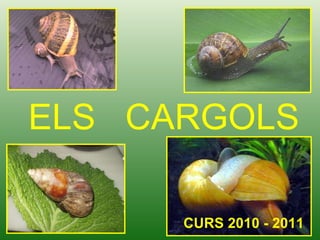 ELS  CARGOLS CURS 2010 - 2011 