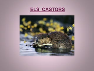 ELS CASTORS
 