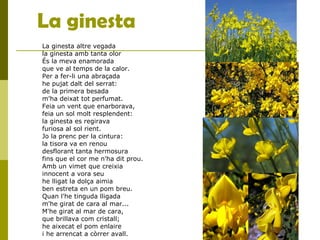 La ginesta
La ginesta altre vegada
la ginesta amb tanta olor
És la meva enamorada
que ve al temps de la calor.
Per a fer-li una abraçada
he pujat dalt del serrat:
de la primera besada
m'ha deixat tot perfumat.
Feia un vent que enarborava,
feia un sol molt resplendent:
la ginesta es regirava
furiosa al sol rient.
Jo la prenc per la cintura:
la tisora va en renou
desflorant tanta hermosura
fins que el cor me n'ha dit prou.
Amb un vimet que creixia
innocent a vora seu
he lligat la dolça aimia
ben estreta en un pom breu.
Quan l'he tinguda lligada
m'he girat de cara al mar...
M'he girat al mar de cara,
que brillava com cristall;
he aixecat el pom enlaire
i he arrencat a còrrer avall.
 