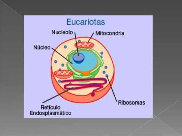 células eucariotas