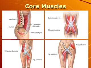 Core Muscles 