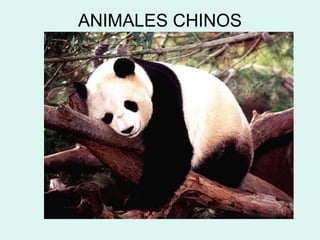 ANIMALES CHINOS