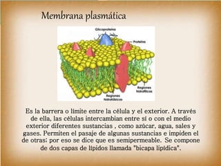 Membrana plasmática
Es la barrera o límite entre la célula y el exterior. A través
de ella, las células intercambian entre sí o con el medio
exterior diferentes sustancias , como azúcar, agua, sales y
gases. Permiten el pasaje de algunas sustancias e impiden el
de otras; por eso se dice que es semipermeable. Se compone
de dos capas de lípidos llamada "bicapa lipídica".
 