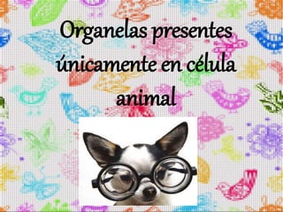 Organelas presentes
únicamente en célula
animal
 